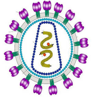 נגיף הHIV. תמונה מויקיפדיה