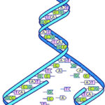 גנטיקה. סליל ד.נ.א DNA מקור: ויקיפדיה. באדיבות משרד האנרגיה האמריקני. U.S.Energy Dep