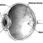 מבנה העין האנושי. מקור: ויקיפדיה. איור באדיבות NIH National Eye Institute