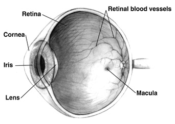 מבנה העין האנושי. מקור: ויקיפדיה. איור באדיבות NIH National Eye Institute