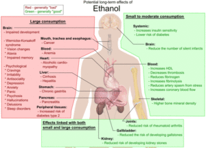 אלכוהול. השפעות בריאותיות של אתנול. מקור:ויקיפדיה. ברשיון. איור: Mikael Haggstrom