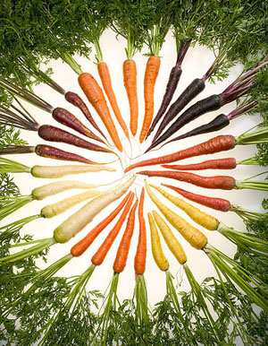 גזר. מקור: ויקיפדיה ברישיון PD . צילום: Stephen Ausmus באדיבות: Carrots Us Agricultural Research Service
