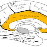 מבנה המוח. מקור: ויקיפדיה. רשיון PD. איור: Brodmann-Mysid