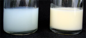 חלב. מקור: ויקיפדיה ברשיון cc3-by-sa. צילום: Azoreg
