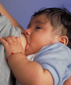 הנקה של תינוקת. מקור: ויקיפדיה ברשיון חופשי. באדיבות משרד החקלאות האמריקאי USDA