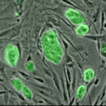 תאי גזע עובריים של עכבר. מקור: ויקיפדיה ברשיון חופשי. באדיבות: USA National Science Foundation