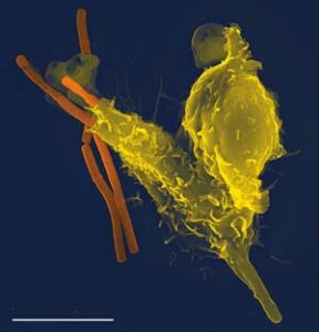 תא דם לבן תוקף חיידק אנטרקס. מקור: ויקיפדיה ברשיון cc2.5-by. צילום: -Volker Brinkmann-plos