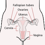 צוואר הרחם ומערכת הרבייה הנשית. מקור: ויקיפדיה ברשיון חופשי. איור: CDC, Mysid