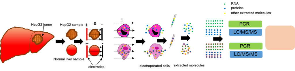 מיצוי מולקולות עם פולסים חשמלים מאפשר זיהוי רקמות סרטניות לעומת רקמות רגילות. צילום: פרופ' אלכסנדר גולברג