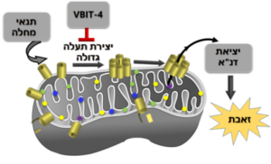 הצגה סכמטית של המנגנון המוצע ליציאת DNA מיטוכונדריאלי. מוצג מיטוכונדריון אשר גורמי מחלה מביאים להתארגנות החלבון VDAC במבנה היוצר במרכזו תעלה גדולה דרכה יכול לצאת ה DNA מהמיטוכונדריה ולגרום למחלה אוטואימונית כמו זאבת. 4-VBIT מונע יצירת התעלה הגדולה ולכן את יציאת ה-DNA והתפתחות המחלה.