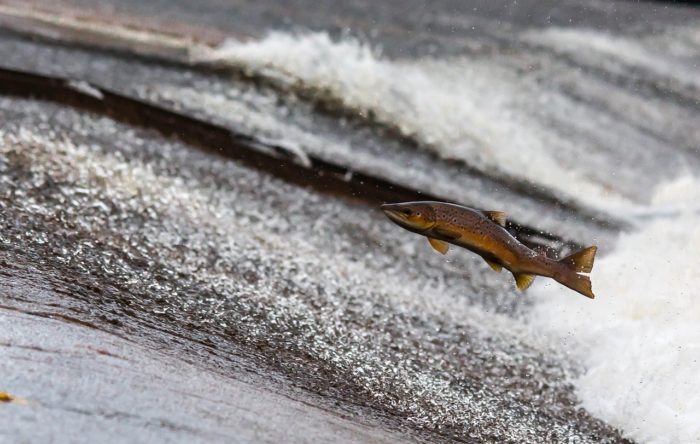 הטפיל חי בתוך דג הסלמון - בעל החים הראשון שהתגלה אי פעם שאינו נושם באמצעות חמצן. צילום: Pixabay Danny Moore
