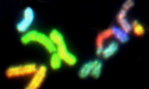 מהו גדיל של חומר גנטי כחלק מDNA וסליל כפול. צילום: NCI UNSPLASH