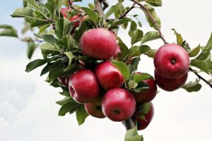 כמה קלוריות יש בתפוח אחד ? מה ערכיו התזונתיים של תפוח ? יתרונות של תפוחים. צילום: Pixabay S. Hermann & F. Richter