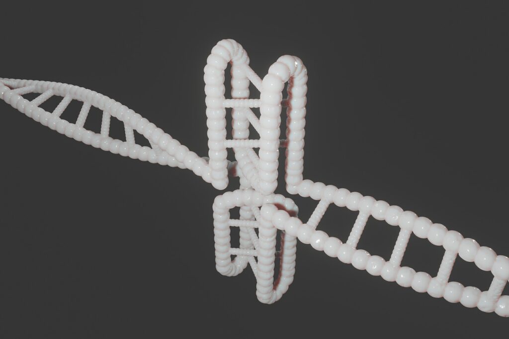 גנטיקה של העברה אנכית. מהו תהליך העברת הגנים האנכי. תורשה וגנטיקה. צילום: Pixabay PixiMe01