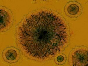 מיהו נשא. מהי נשאות של מחלה. נשאות של וירוסים, חיידקים ופגמים גנטיים. צילום: Pixabay Gerd Altmann