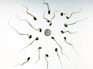 מהם תאי זרע וכמה זמן תא זרע נשאר מחוץ לגוף ובתוך הרחם חי. אילוסטרציה: Pixabay Thomas Breher